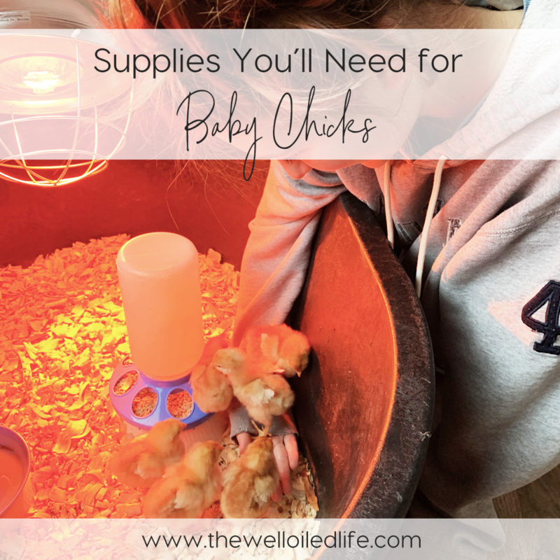 Supplies You'll Need for Baby Chicks