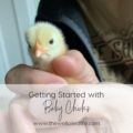 Getting Started with Baby Chicks